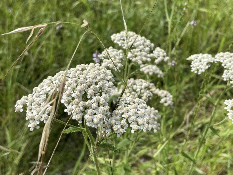 Mineral Wells State Park, Wildflower Walk, May 11, 2024