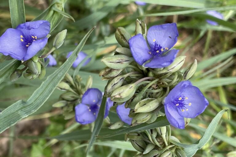 Mineral Wells State Park, Wildflower Walk, May 11, 2024