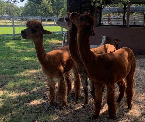 Nana's Pacas, Alpaca Farm Tour, June 22, 2024