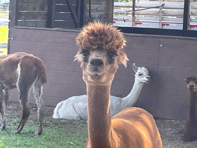 Nana's Pacas, Alpaca Farm Tour, June 22, 2024